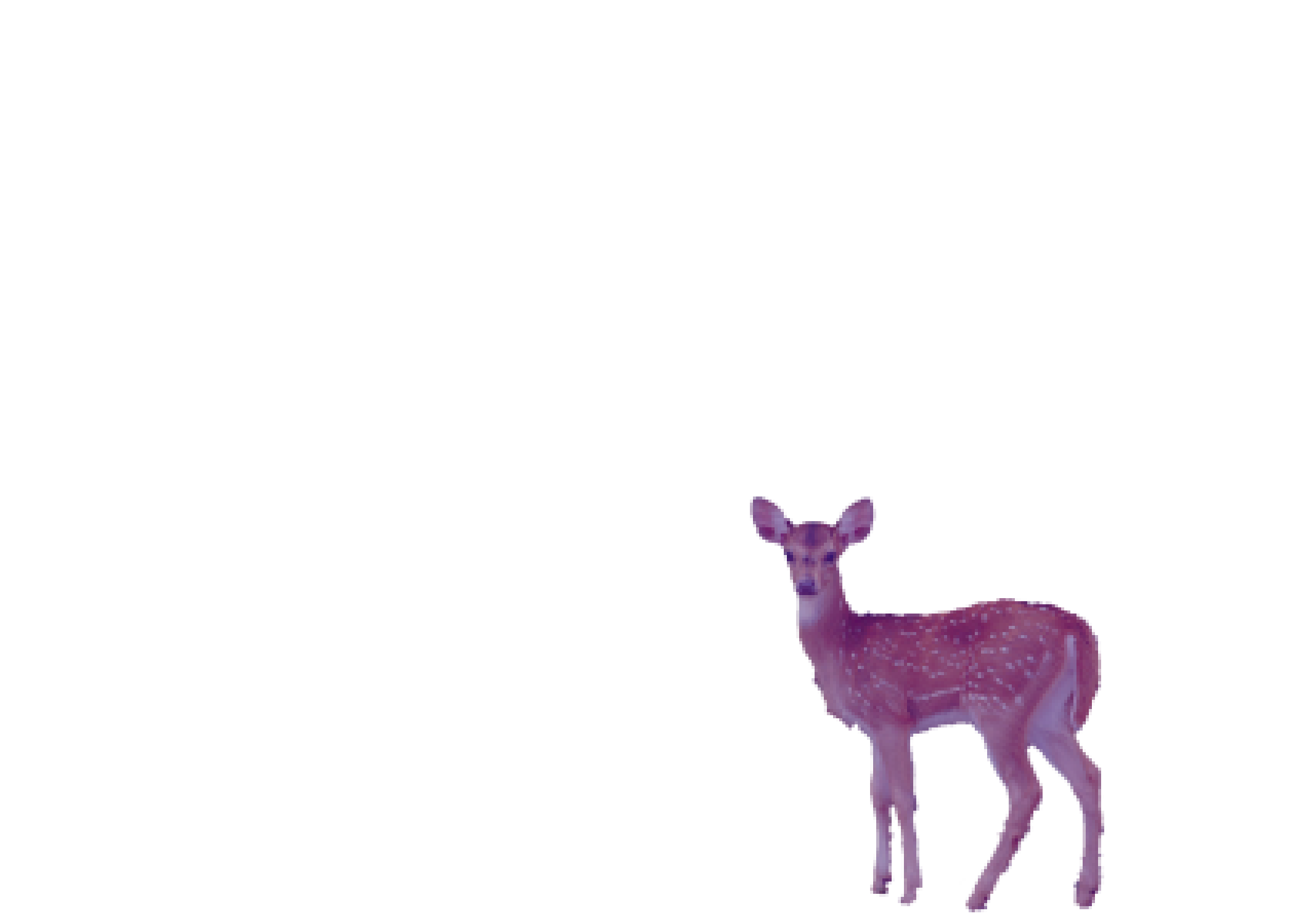 A singular pink deer, emergent from the photograph, hestitates at its border. It watches you as its brothers do.